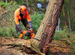 Best Lot and Land Clearing  in Deatsville, AL