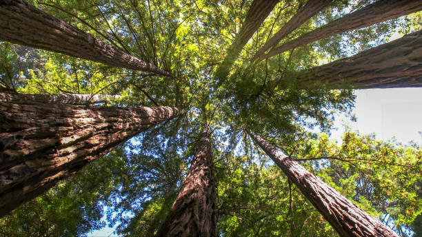 Best Tree Trimming and Pruning  in Deatsville, AL
